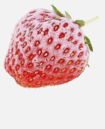 Über Paradise Fruits Frozen Eine einzelne gefrorene Erdbeere.