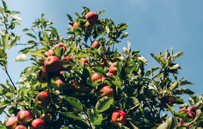 Paradise Fruits Blog Krone eines Apfelbaums voller Äpfel.