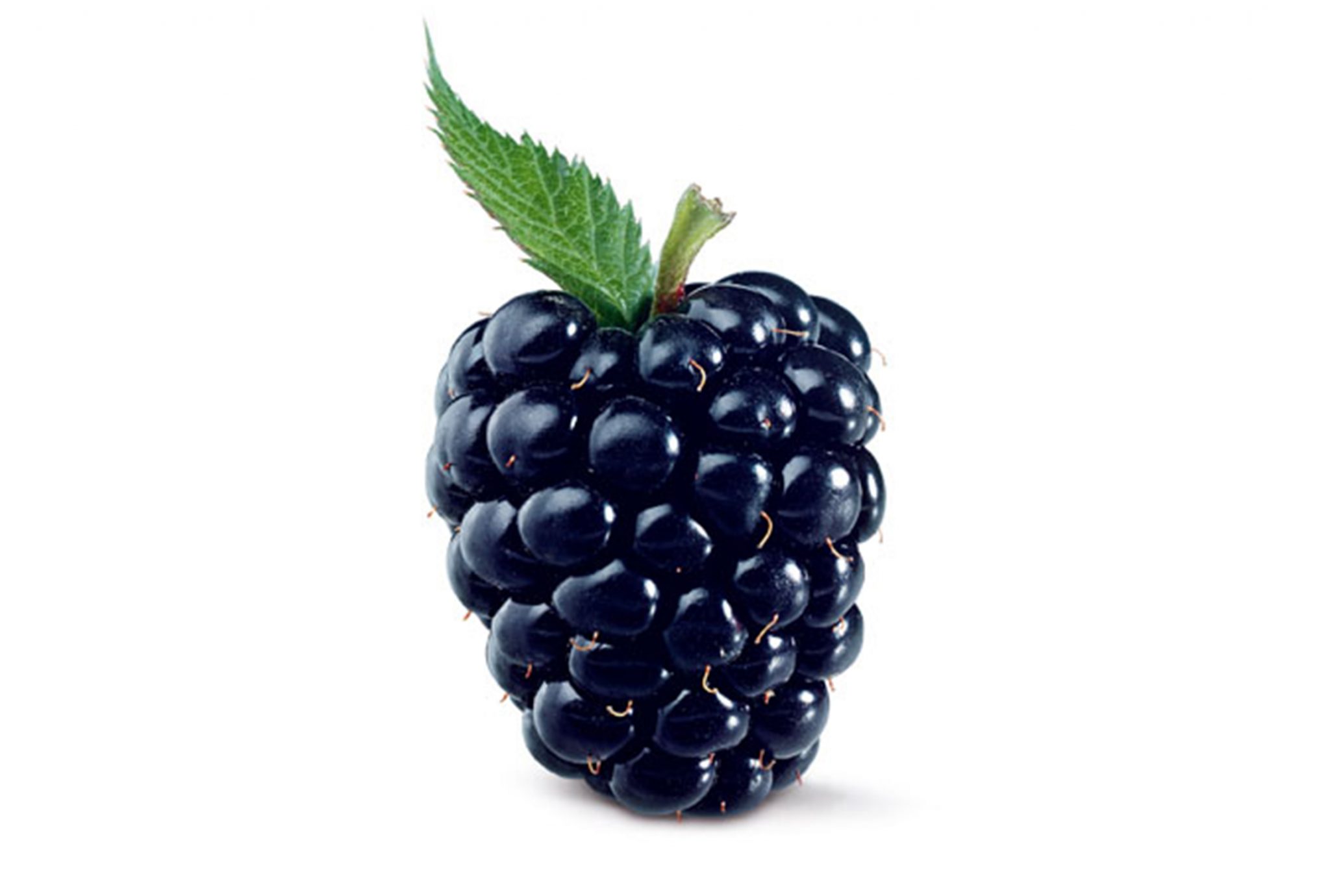 Blog Beitrag Superfoods Brombeere scaled