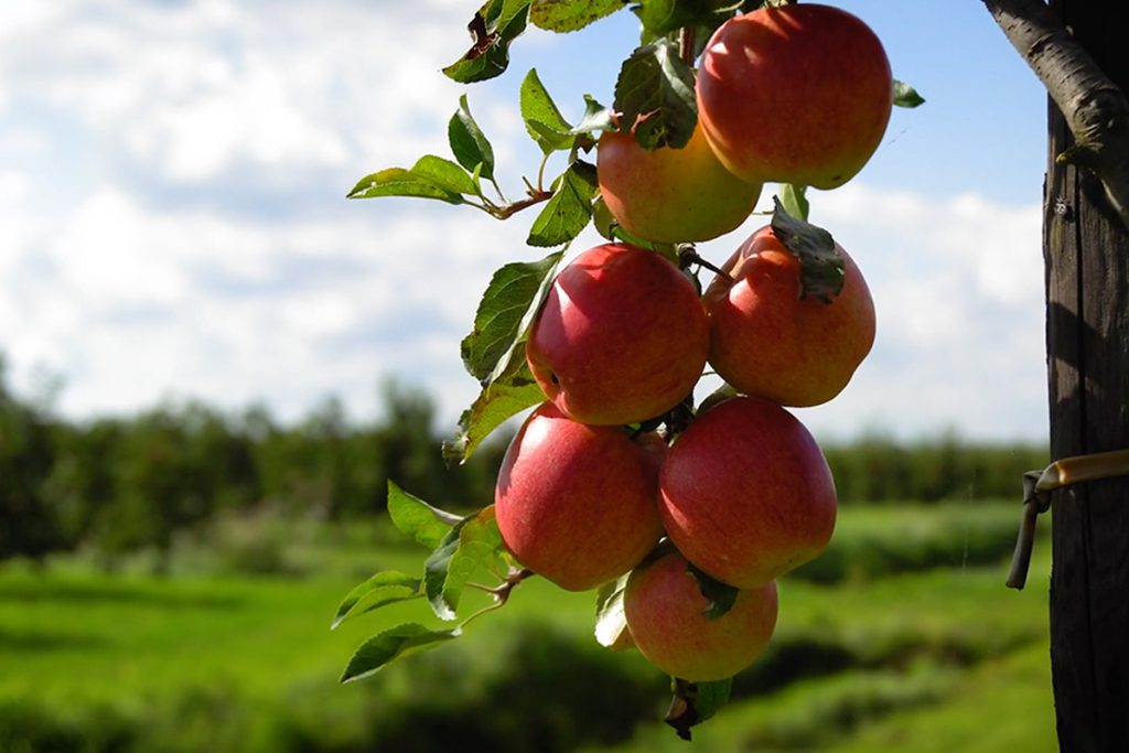 Das Frucht-ABC – Ein fruchtiges Vergnügen Apfelzweig mit reifen Äpfeln