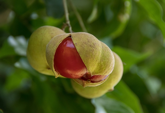 Variedades de fruta: el abecedario de la diversión afrutada red 2099921 640