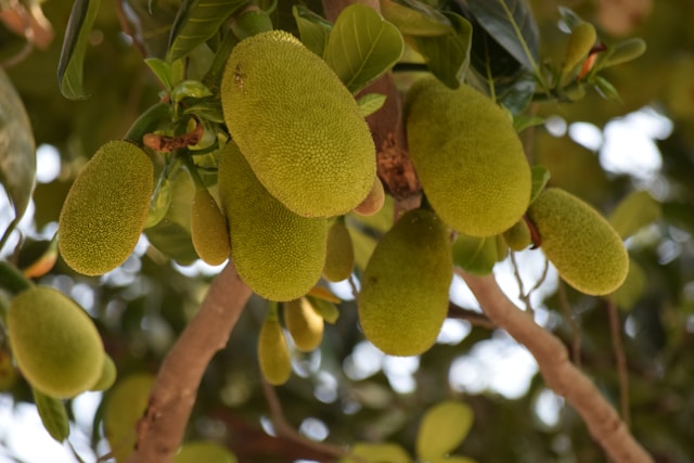 Das Frucht-ABC – Ein fruchtiges Vergnügen vinod kumar GO49uWrfkpA unsplash