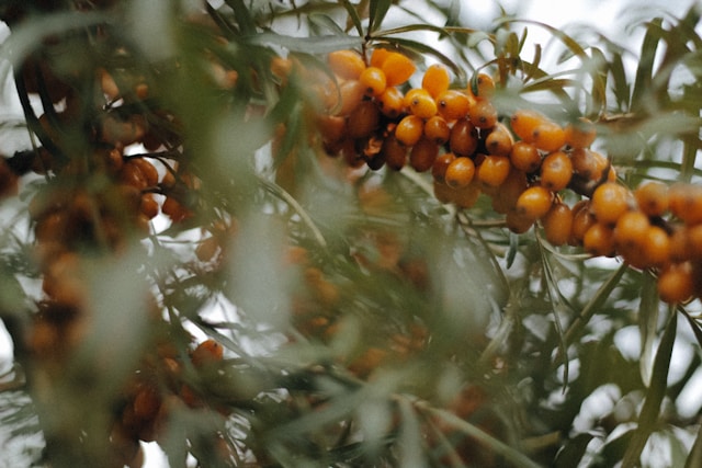 Das Frucht-ABC – Ein fruchtiges Vergnügen vita borysenko usgbBnfE6K4 unsplash