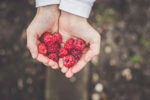 Zwei Hände voll mit Himbeeren