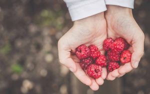 Zwei Hände voll mit Himbeeren